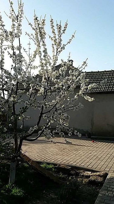 Будинок у м. Кілія, Одеської області Кілія - зображення 1