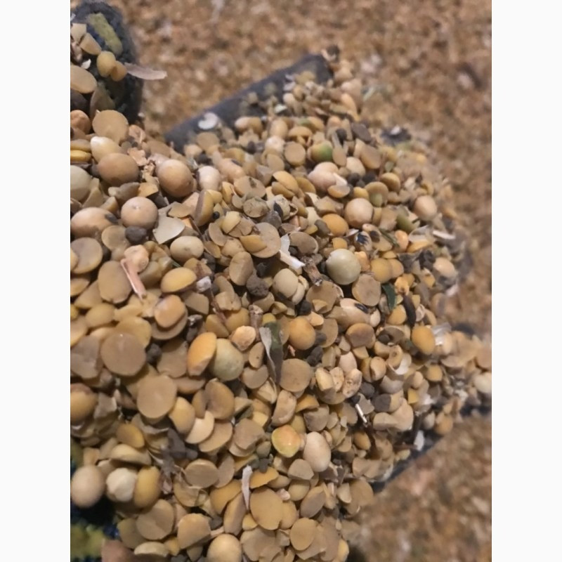 Половинки сої, відходи кукурудзи. Куплю. Самовивіз Чернігів - зображення 1