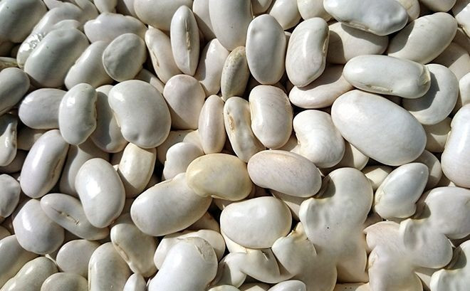 Купуємо білу квасолю на переробку Вінниця - зображення 1