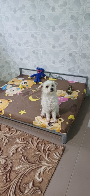 Готель ПЕС для собак - перетримка тварин в Києві, зооготель Киев - изображение 10