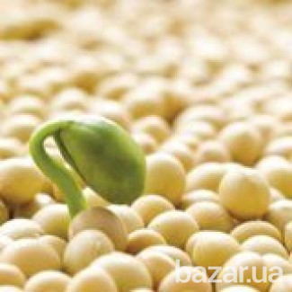 Постоянно покупаю сою, самовывоз Житомир - зображення 1