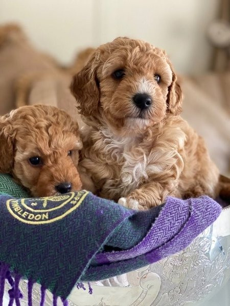 Домашні цуценята Sweet Maltipoo Киев - изображение 1