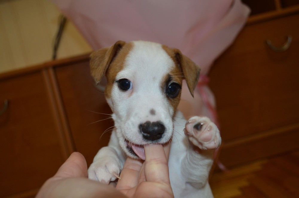 Цуценята Джек Рассел терʼєр! Готові до переїзду! Червоноград - зображення 5