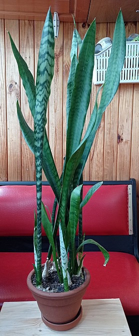 Сансевиерия тещин язык щучий хвост с горшком Киев - изображение 1