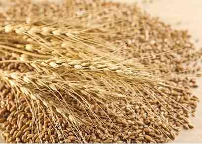 Куплю прострочений посівмат, зерновідходи, некондицію Дніпро