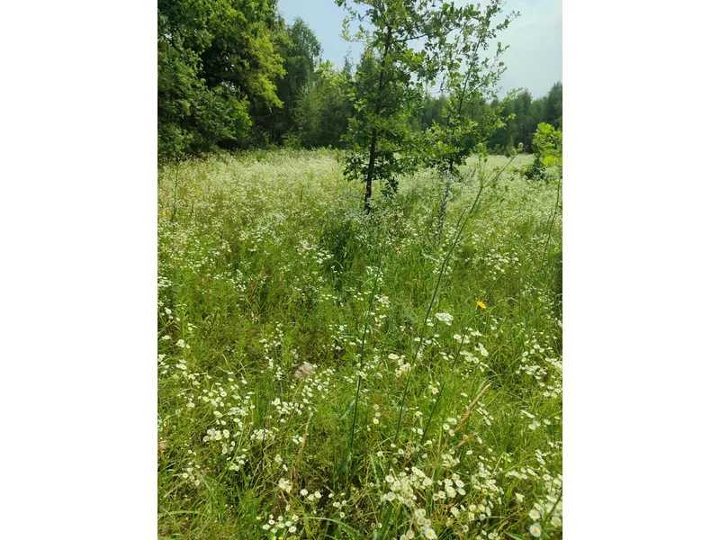 продажа земля сельскохозяйственного назначения Бородянский, Лубянка, 9370015 грн.  - зображення 11