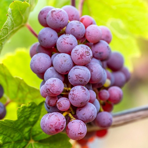 Продам саджанці винограду Сквира - зображення 4