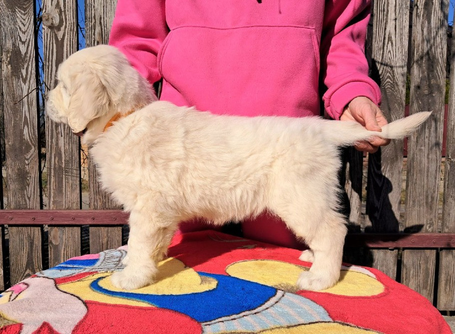 Цуценята золотистого ретривера Ot Bahur Київ - зображення 7