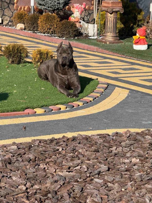 Цуценята . Кане Корсо Івано-Франківськ - зображення 5