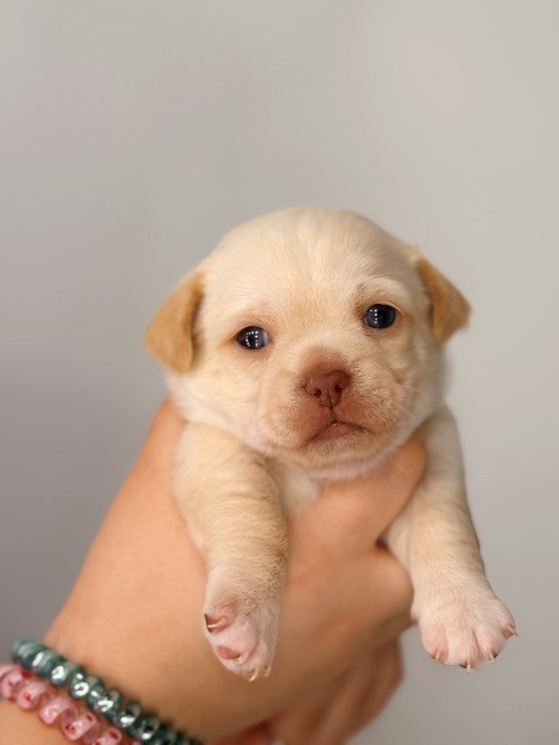 Чихуахуа Каменец-Подольский - изображение 1