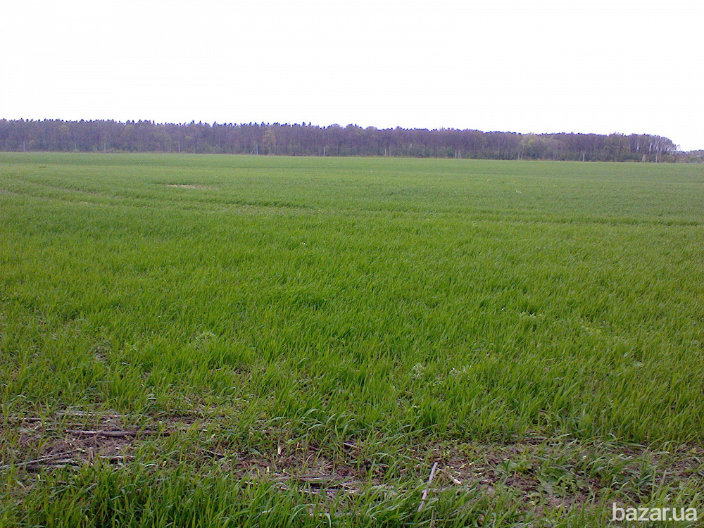 Продаю 29,75 га земли в Бучанском р-не, с. Новосёлки, ОСГ. Київ - зображення 1