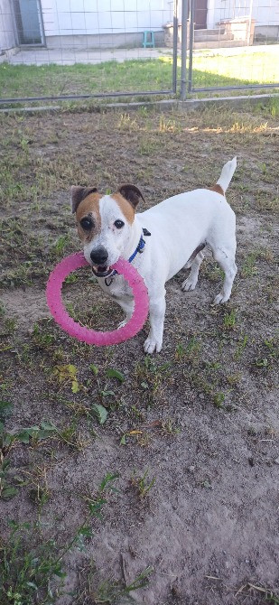 Готель ПЕС для собак та котів в Києві Киев - изображение 10