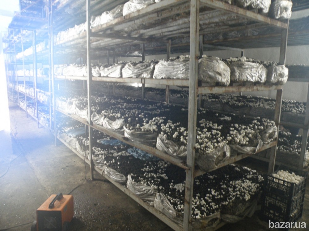 Продажа Грибоводство (Одесская обл., Украина) Одесса - изображение 5