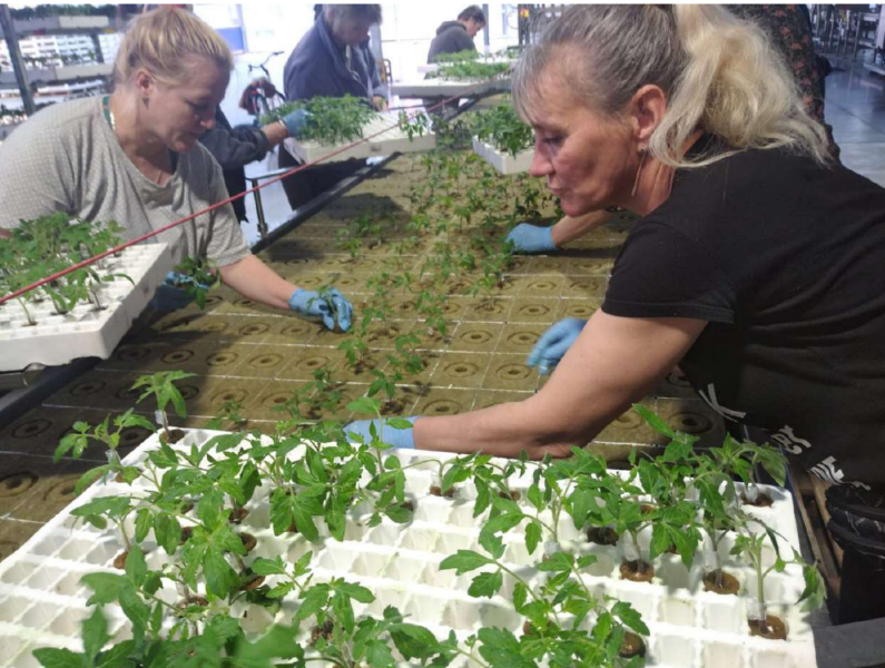 робота в теплиці. Польща Киев - изображение 1