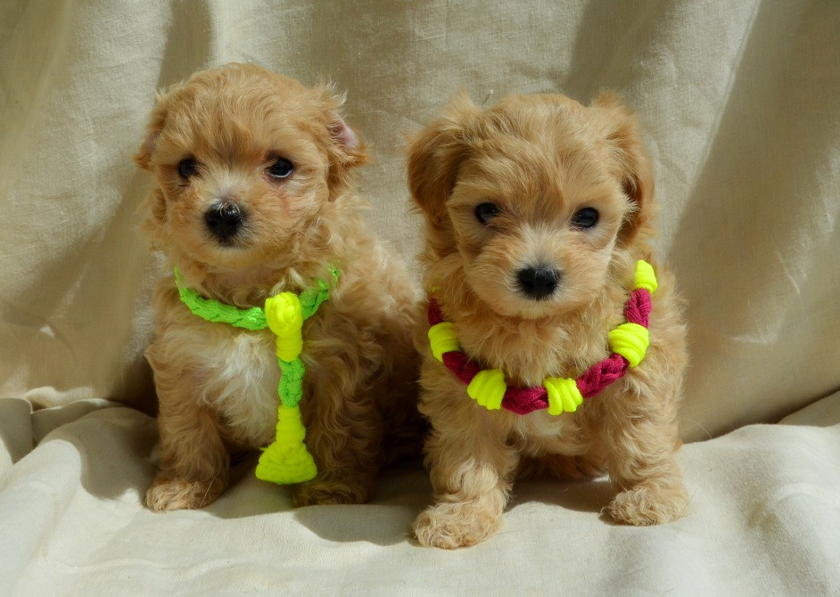 #МальтіпуF1#MaltipooF1#цуценята1,5міс#puppies 1.5 months Ukraine, Kyiv. Worldwide delivery. Достав Київ - зображення 3