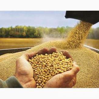 Постійно купую сою, самовивіз Винница - изображение 1