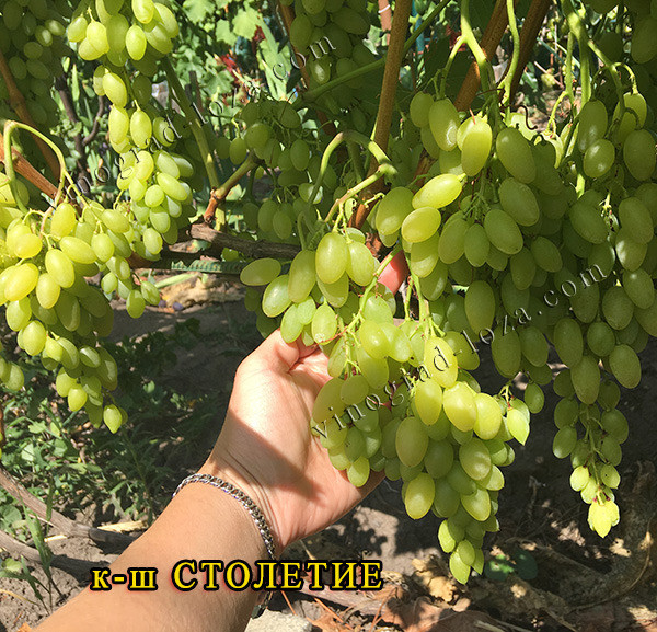 Саджанці Винограду (РОЗПРОДАЖ) Харків - зображення 2