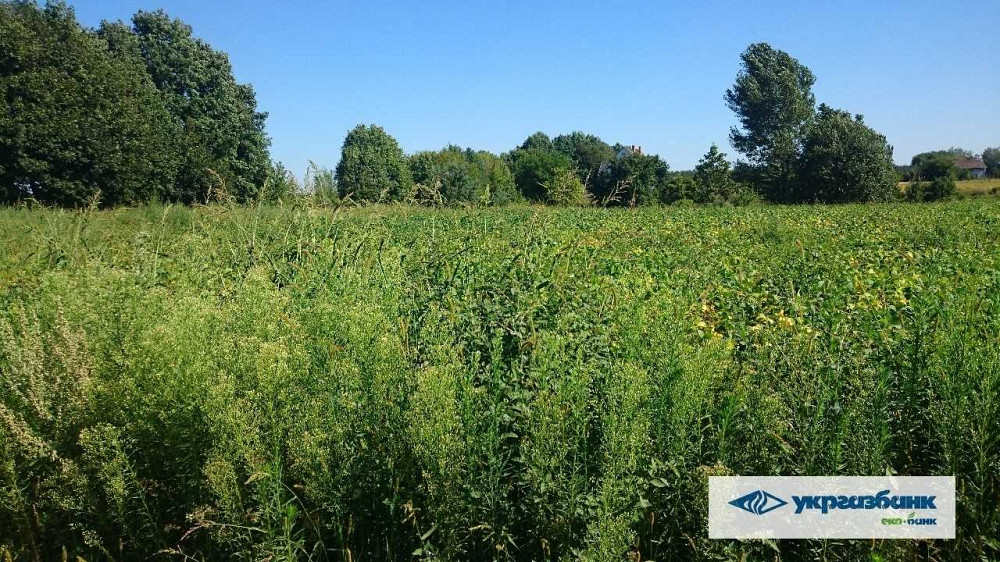 продажа участок под жилую застройку Васильковский, Зозули, 805000 грн.  - зображення 3