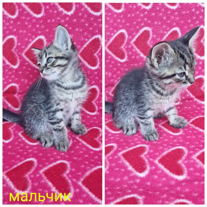 Отдам котят безплатно Днепр - изображение 1