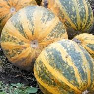 Тыквенные семена (посевные) Кременчук - зображення 1