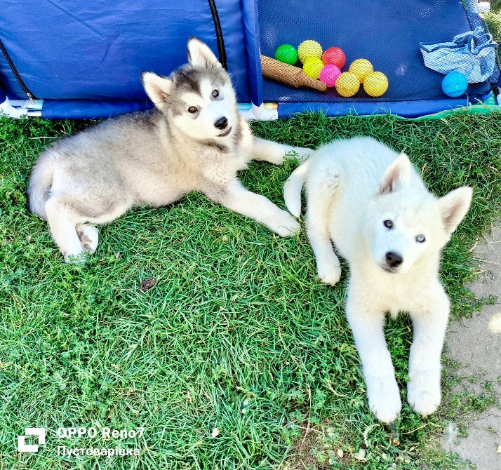 Продаються цуценята породи хаскі Белая Церковь - изображение 4