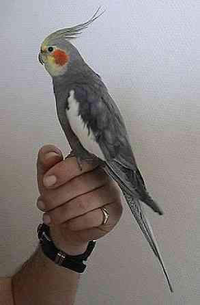 Ручные кореллы выкормыши Киев