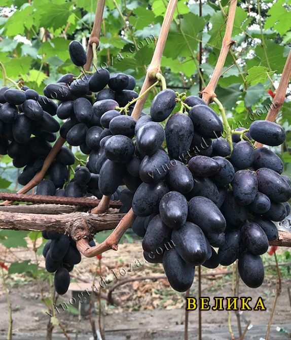 Саджанці Винограду (РОЗПРОДАЖ) Харків - зображення 4