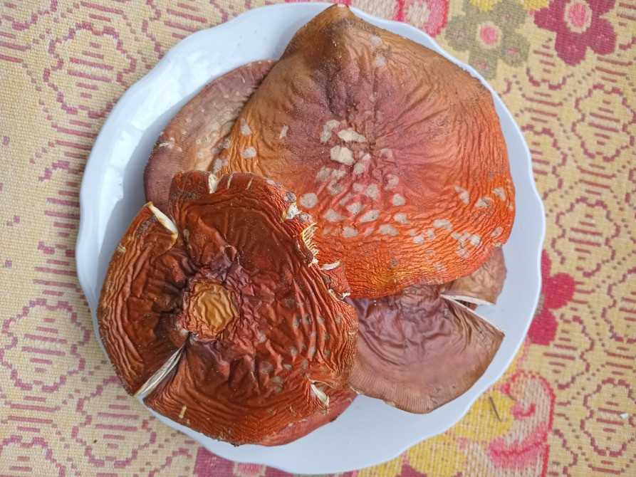 Червоний мухомор, сушений 2 сорт Овруч - изображение 3