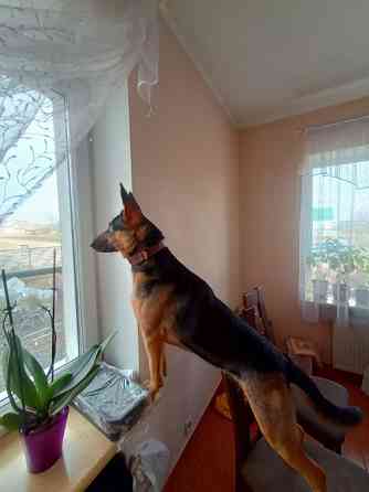 Продам цуценят німецької вівчарки, дівчатка. Луцьк