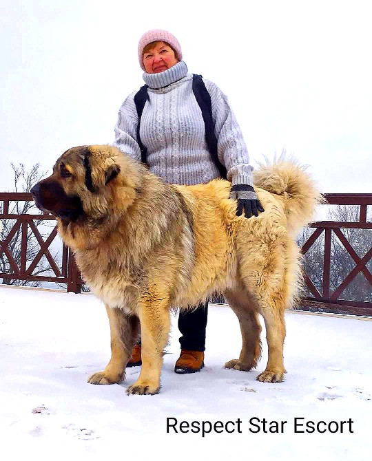 Цуценята кавказька вівчарки розплідник Star Escort великі робочі розумні Черкассы - изображение 12