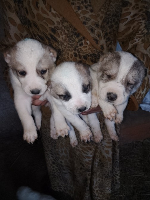 Продам цуценята. Алабай Кропивницький - зображення 8