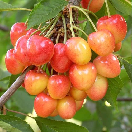 Продам саджанці черешень Сквира - изображение 5