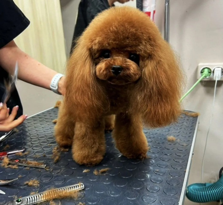 Пудель мини щенок Киев - изображение 3