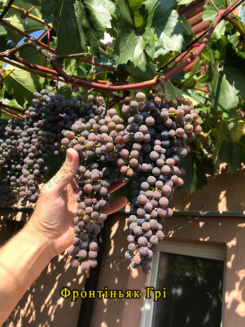 Виноград для соку та вина (саджанці технічних сортів) Харків - зображення 6