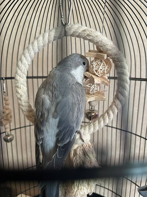 Каліта, пташка монах, папуга монах Киев - изображение 2
