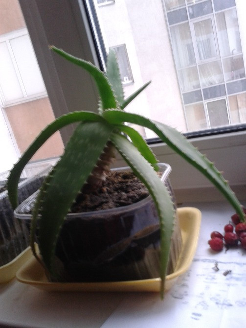 Лікувальна рослина Алое – Вера. Вік 8 років Київ - зображення 3