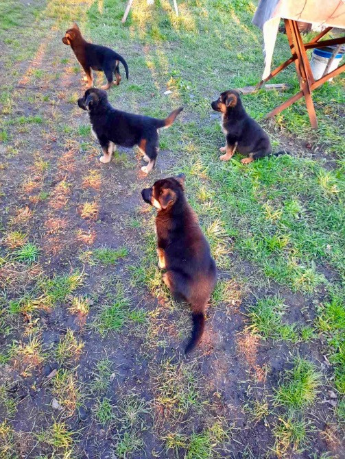 Цуценята німецької вівчарки Дніпро - зображення 7