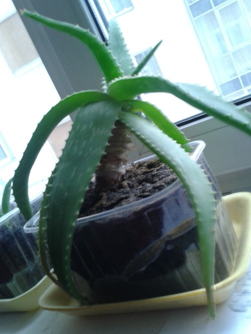 Лікувальна рослина Алое – Вера. Вік 8 років Київ - зображення 1