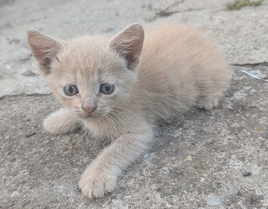 Дуже милі і гарні кошенята шукають господарів Синельниково - изображение 4