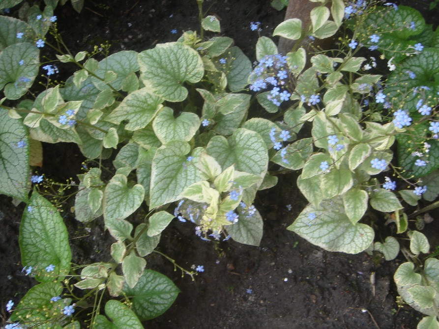 продам брунеру Київ - зображення 4