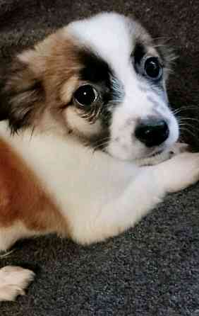 чихуахуа Запорожье