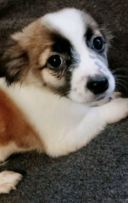 чихуахуа Запорожье - изображение 1