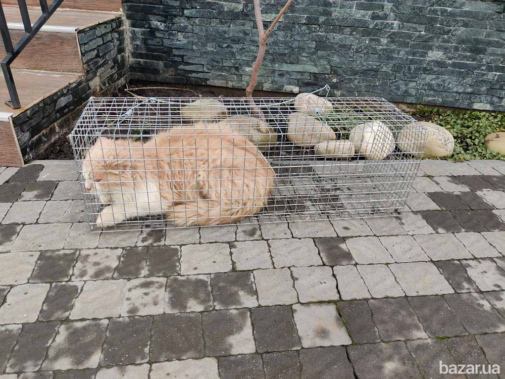 Живоловка для кота. Котоловка. Купить клетку для отлова котов Киев - изображение 5