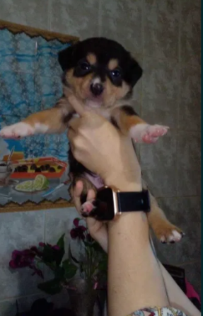 Цуценята піт-бультер'єра Житомир