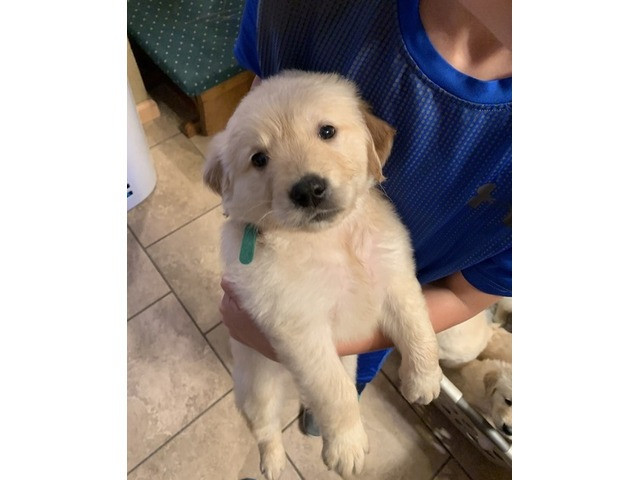 Цуценята лабрадора, зареєстровані Kc Київ - зображення 1