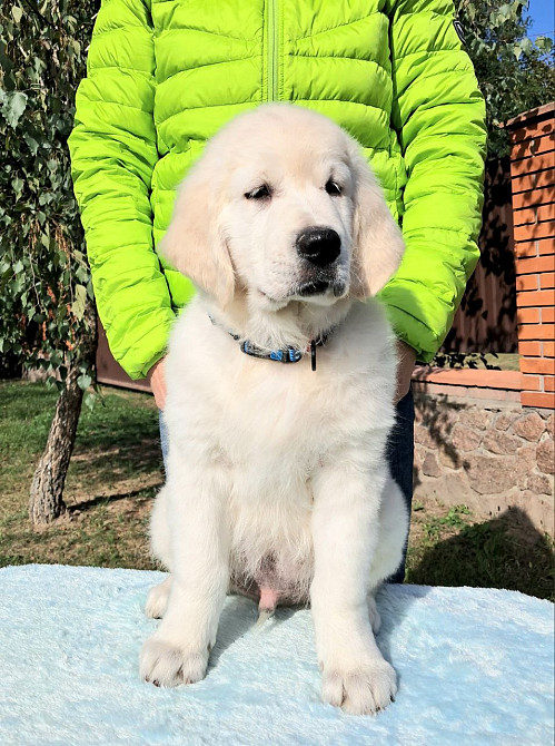 Цуценята золотистого ретрівера Ot Bahur Львів - зображення 2