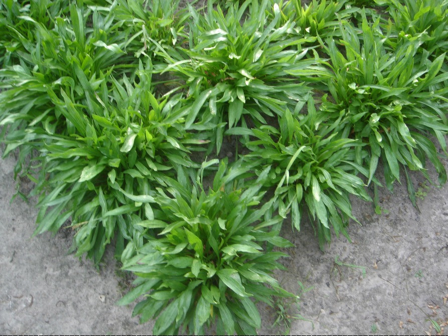 продам ромашку багаторічник Київ - зображення 1