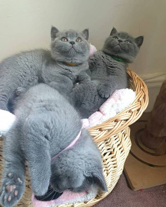 Ірис і британська короткошерста Київ - зображення 2