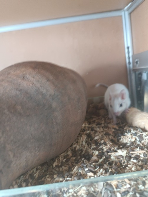 Белки дегу Одеса - зображення 3