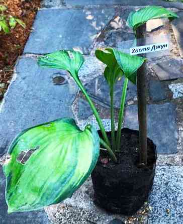 Хоста Джун (Hosta ‘June’) Д12. Вінниця